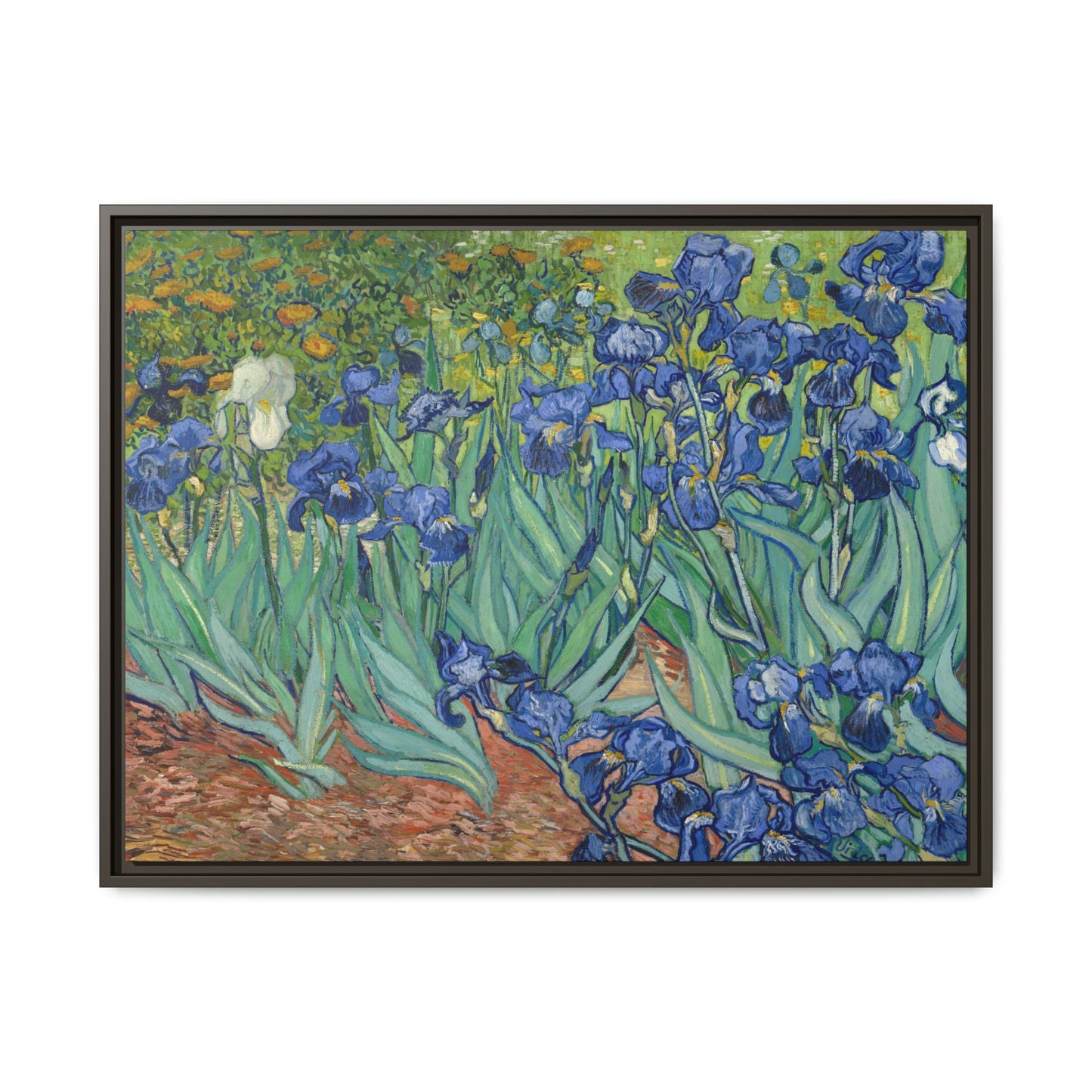 Van Gogh, Vincent - Irises (1889) - Matte Canvas, Framed