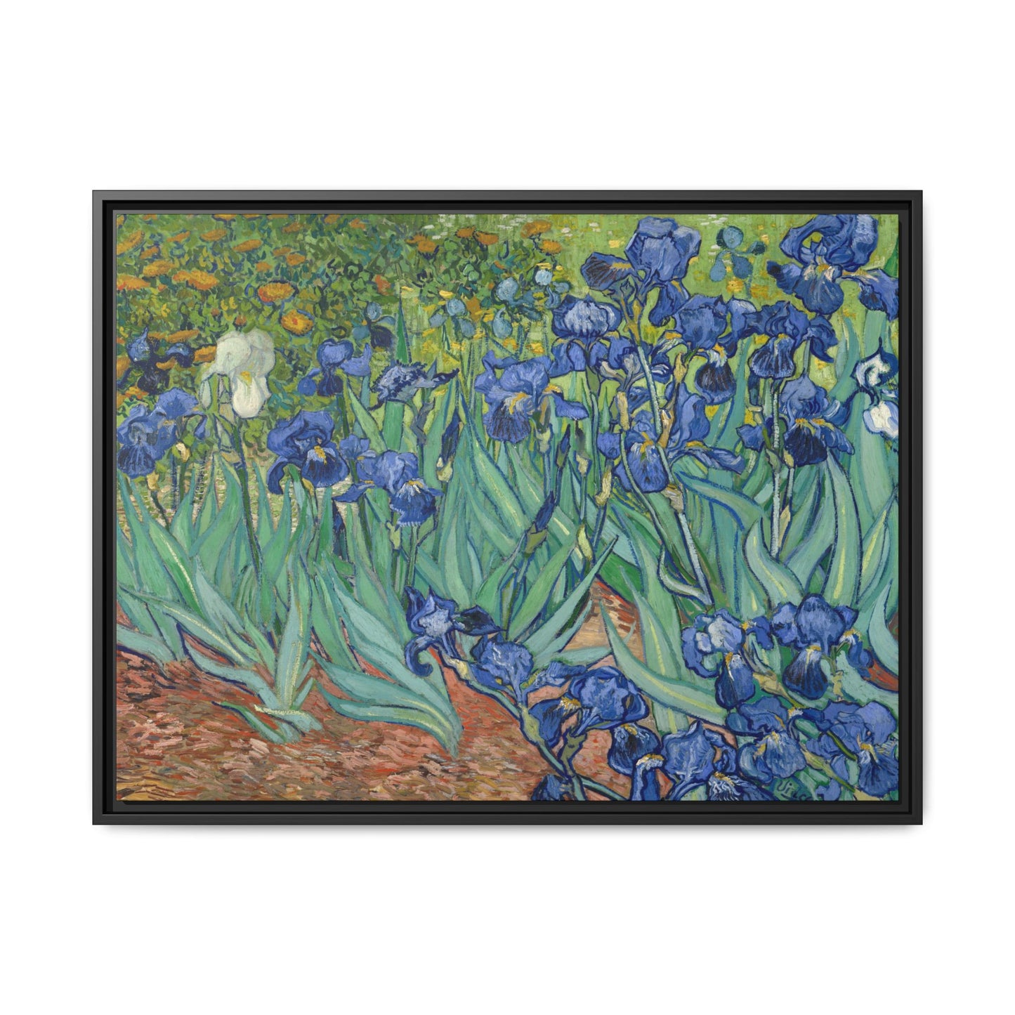 Van Gogh, Vincent - Irises (1889) - Matte Canvas, Framed