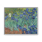 Van Gogh, Vincent - Irises (1889) - Matte Canvas, Framed