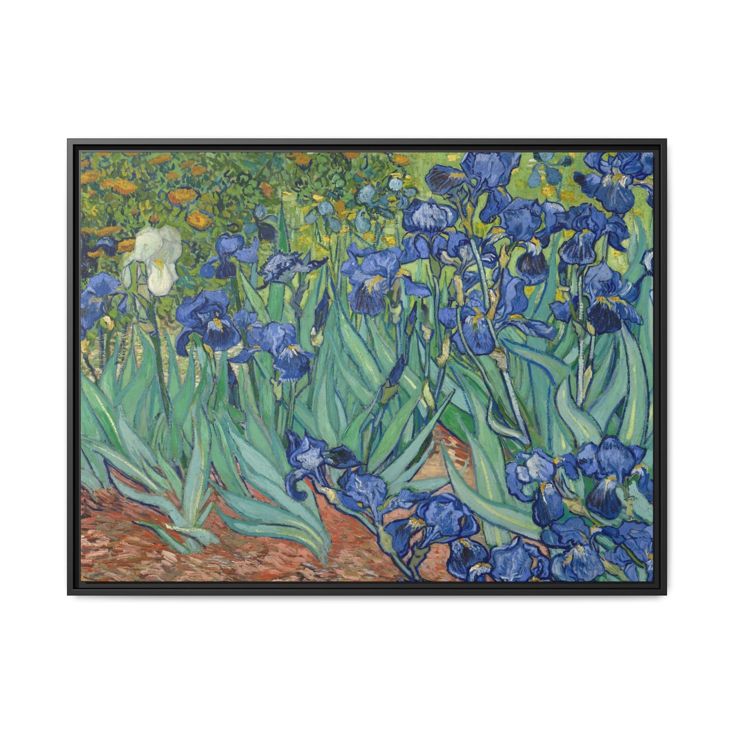 Van Gogh, Vincent - Irises (1889) - Matte Canvas, Framed