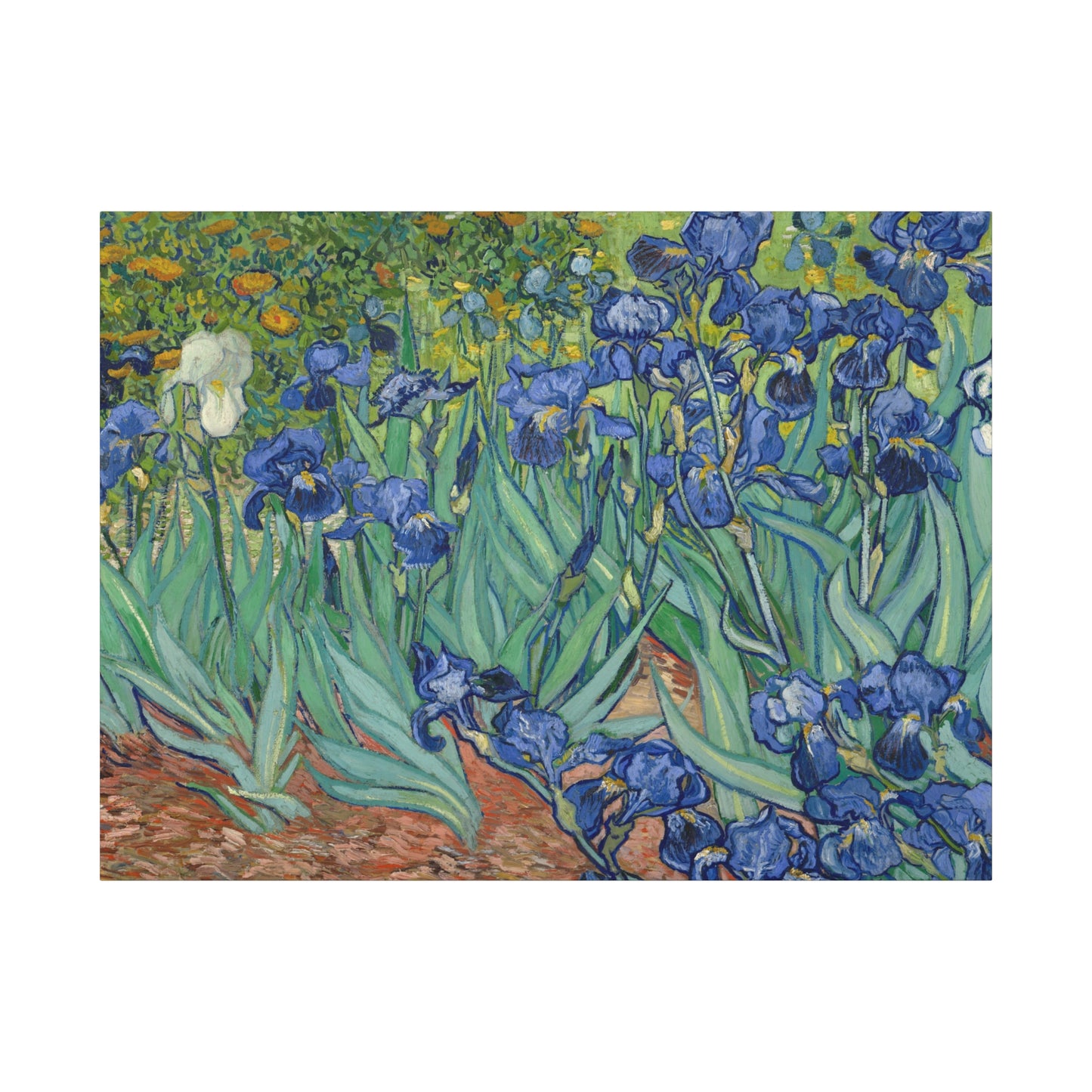 Van Gogh, Vincent - Irises (1889) - Canvas Block, unframed