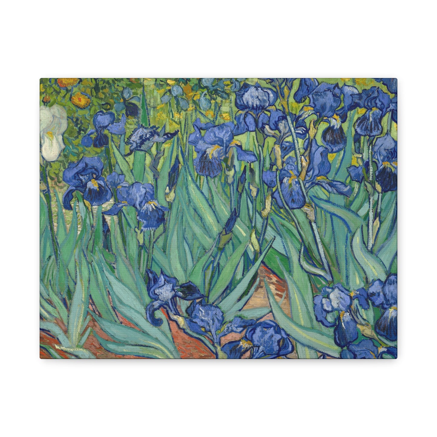 Van Gogh, Vincent - Irises (1889) - Canvas Block, unframed