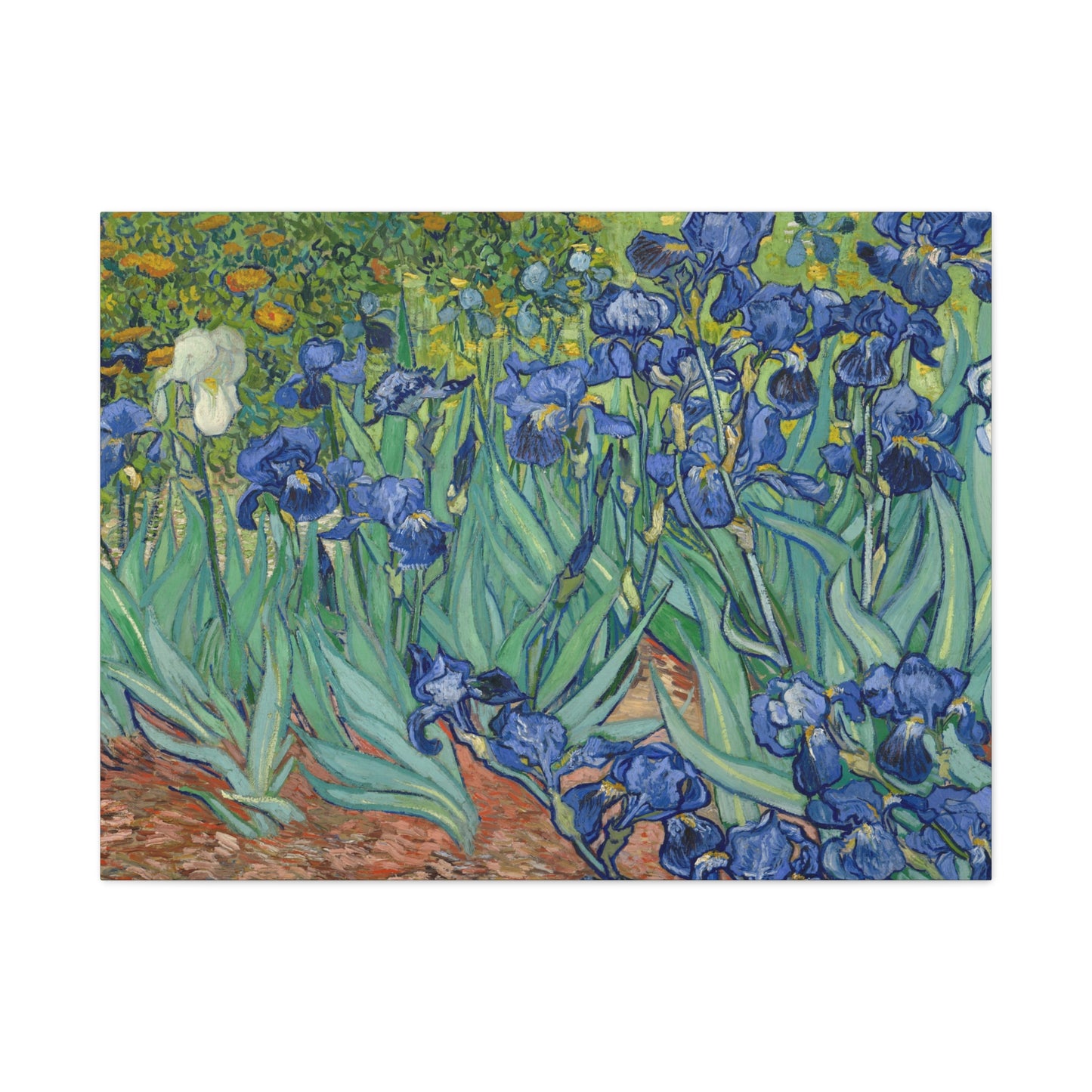 Van Gogh, Vincent - Irises (1889) - Canvas Block, unframed